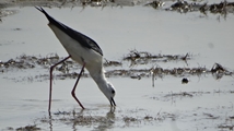 Solduz wetland