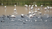 Solduz wetland