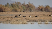 Solduz wetland