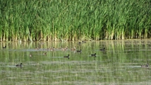 Solduz wetland