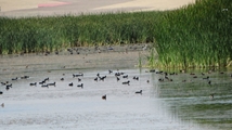 Solduz wetland