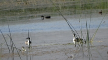 Solduz wetland