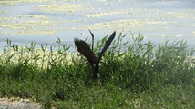 Solduz wetland