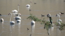 Solduz wetland