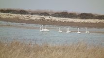 Solduz wetland