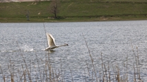 Solduz wetland