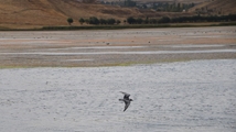 Solduz wetland