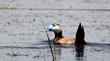 Solduz wetland