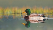 Solduz wetland