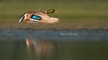 Solduz wetland