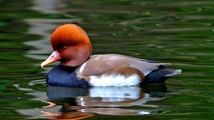 Solduz wetland